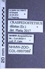 Etiketten zu Craspedostethus dilutus (Erichson, 1840) (NHMW-ZOO-COL-0007089)